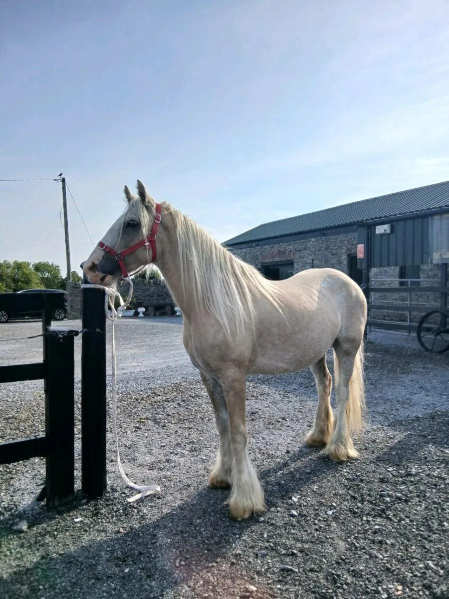 💥 Fabulous palamino filly 🔥 - Image 2