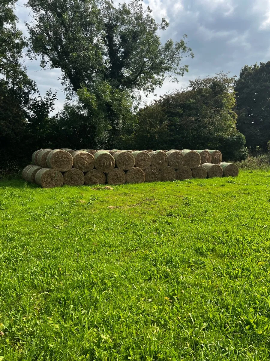 Hay
