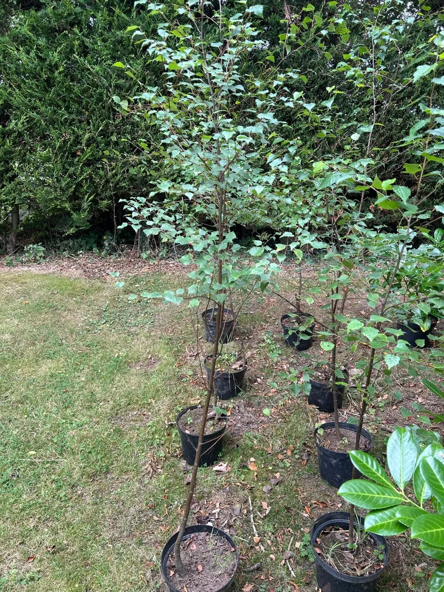 Silver birch trees - Image 1