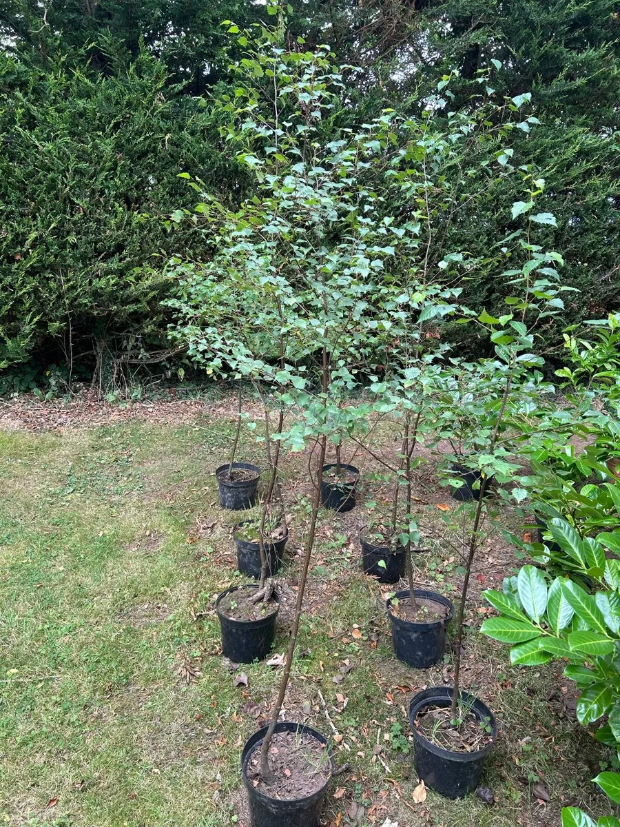Silver birch trees - Image 2