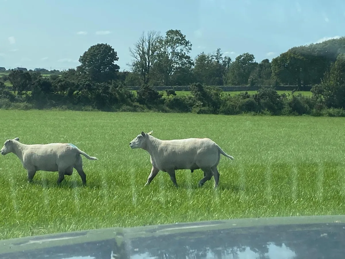 Charollais Rams - Image 2