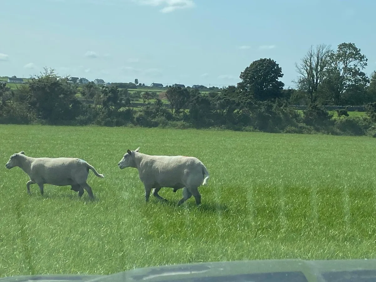 Charollais Rams - Image 3