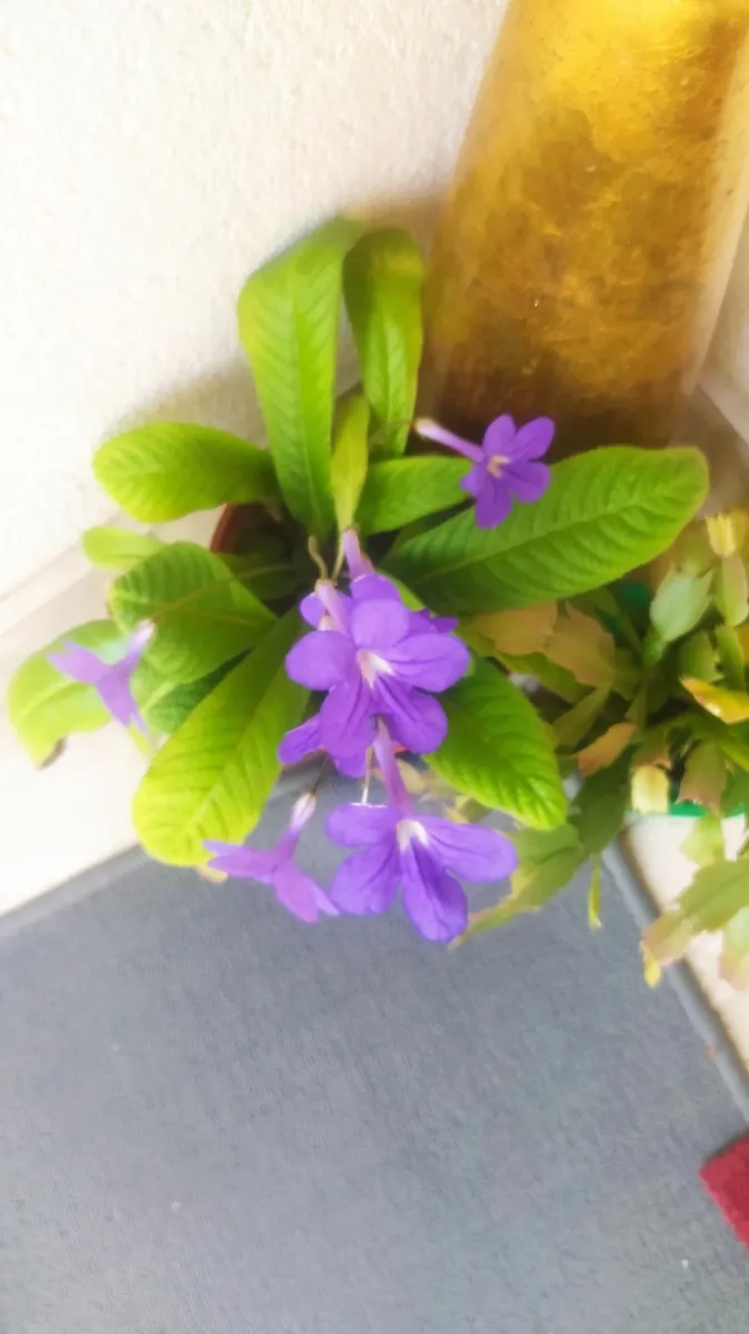 Flower - Image 1