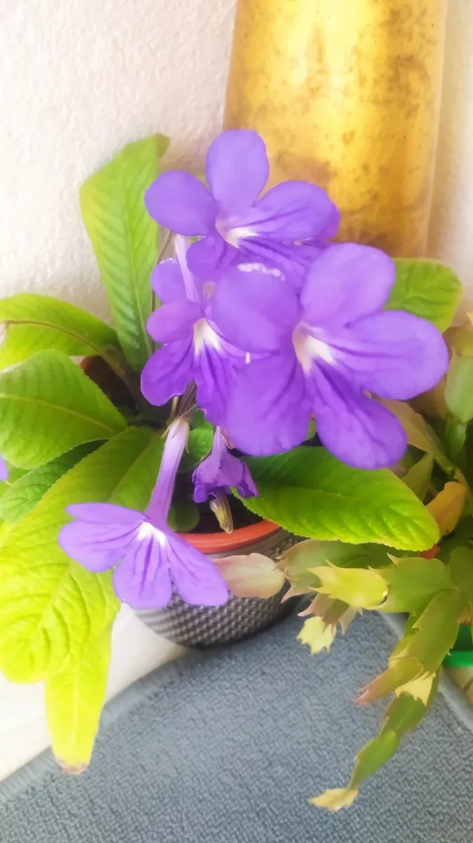 Flower - Image 2