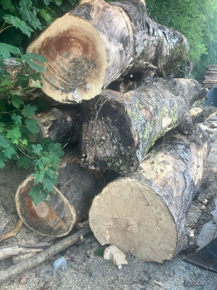Spalted beech logs - Image 1