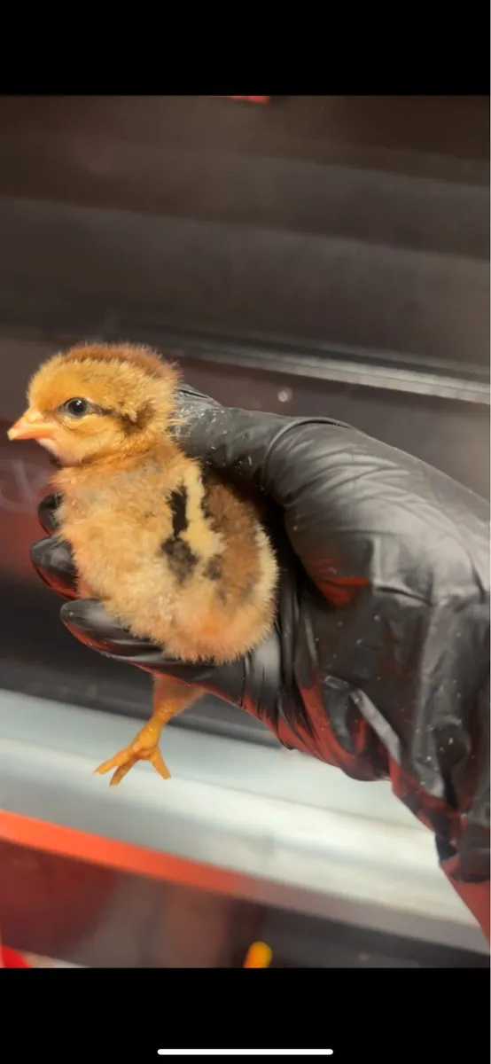Day old chicks - Image 1