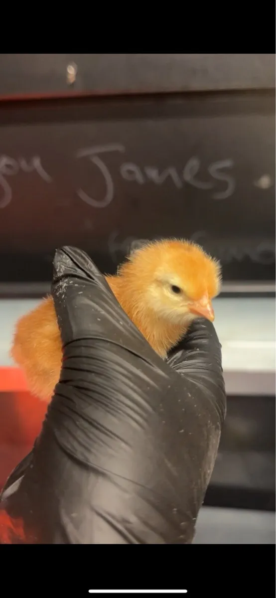 Day old chicks - Image 2