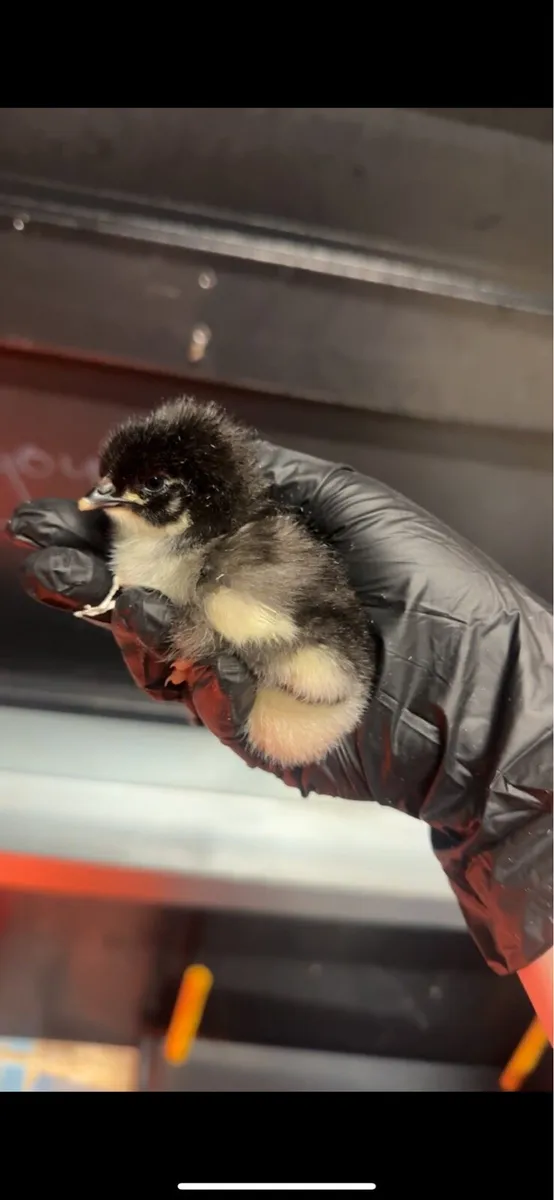 Day old chicks - Image 3