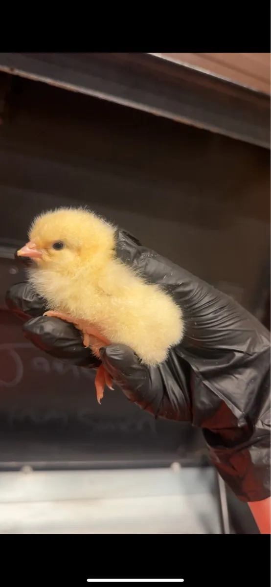 Day old chicks - Image 4