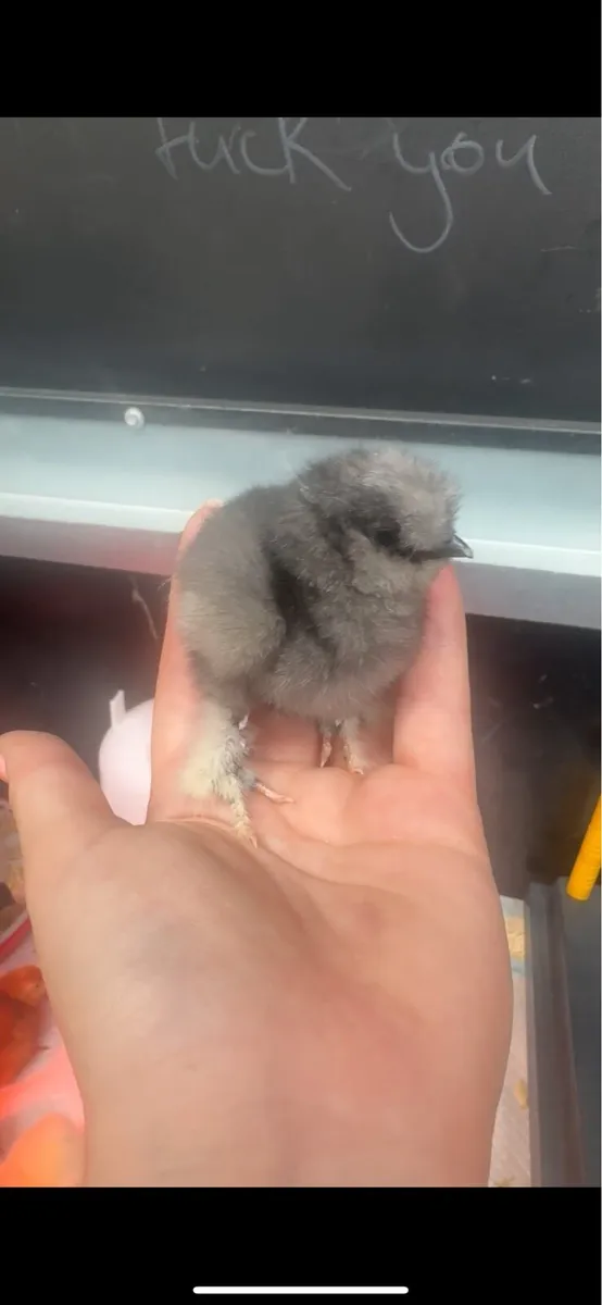 Day old chicks - Image 4