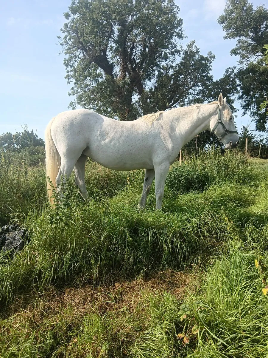 Registered Connemara Mare in foal - Image 1
