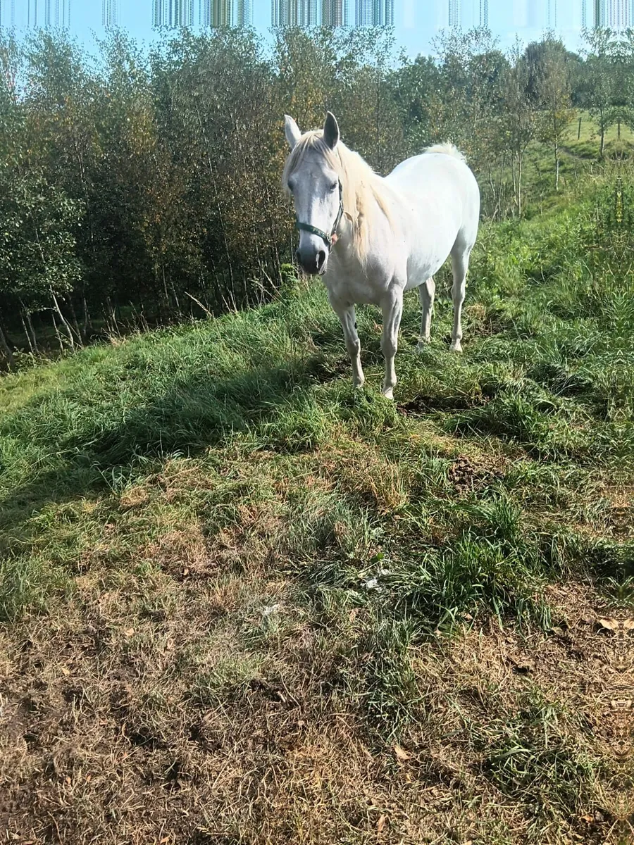 Registered Connemara Mare in foal - Image 2