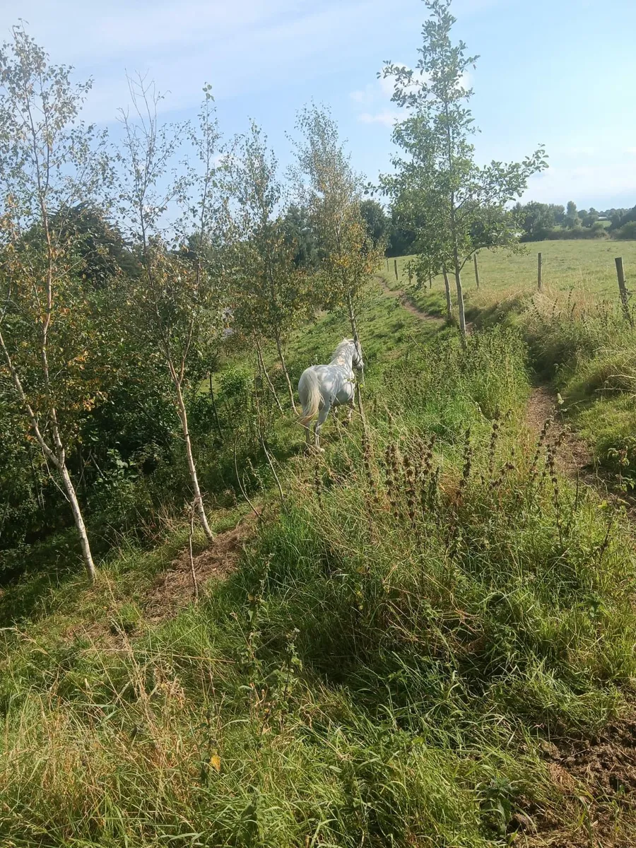 Registered Connemara Mare in foal - Image 3