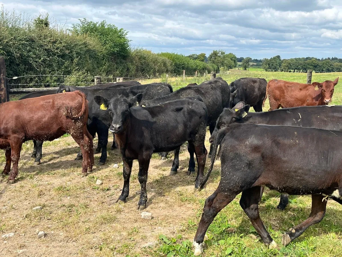 12 super  Angus weanling heifers - Image 1