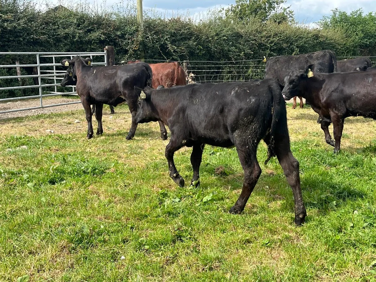 12 super  Angus weanling heifers - Image 2