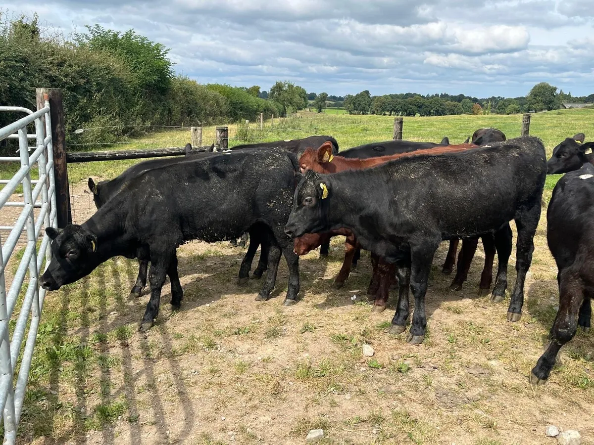 12 super  Angus weanling heifers - Image 3