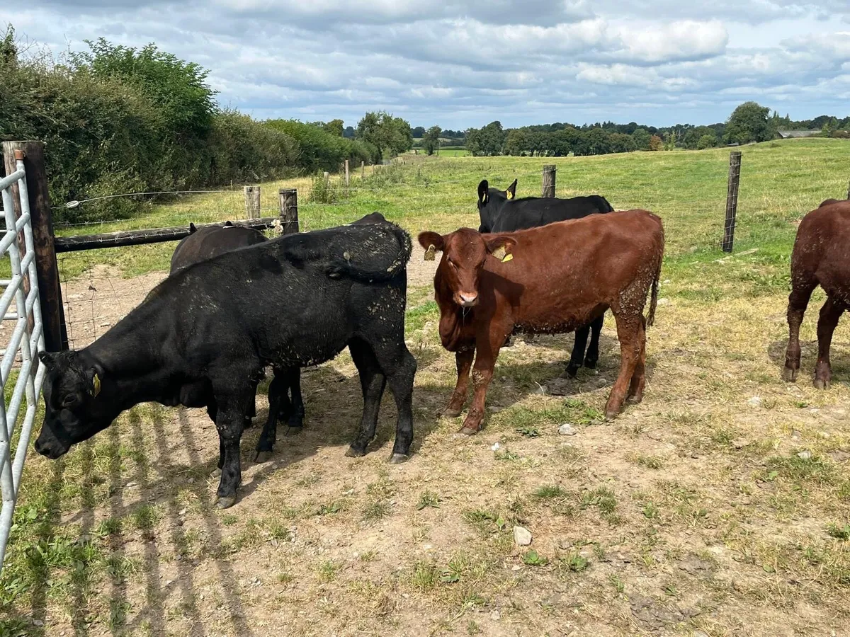 12 super  Angus weanling heifers - Image 4