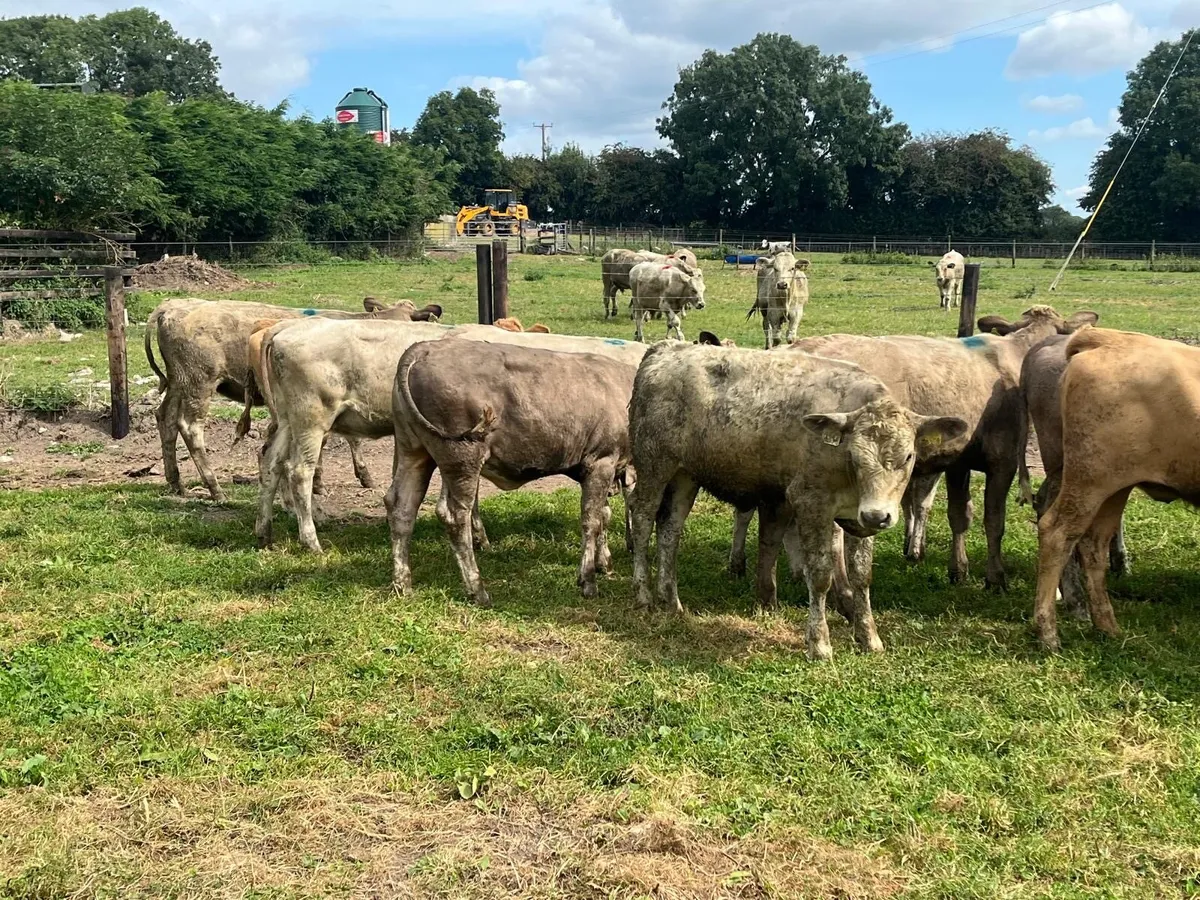 12 super charlaois heifer weanlings - Image 1