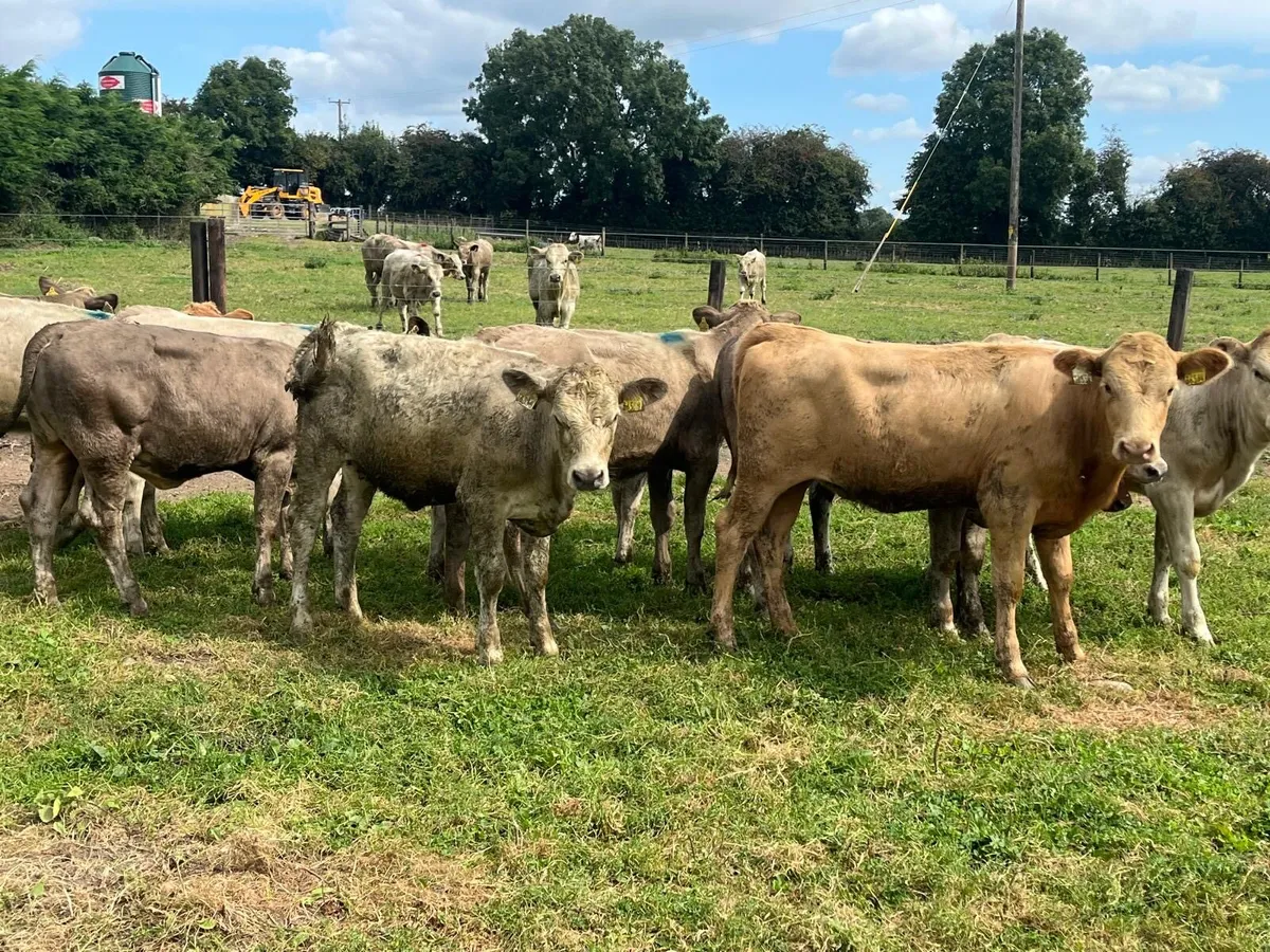 12 super charlaois heifer weanlings - Image 2