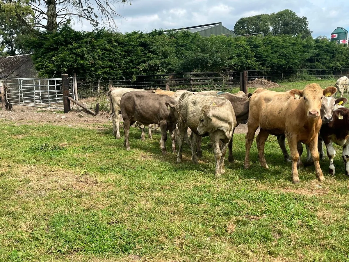 12 super charlaois heifer weanlings - Image 3