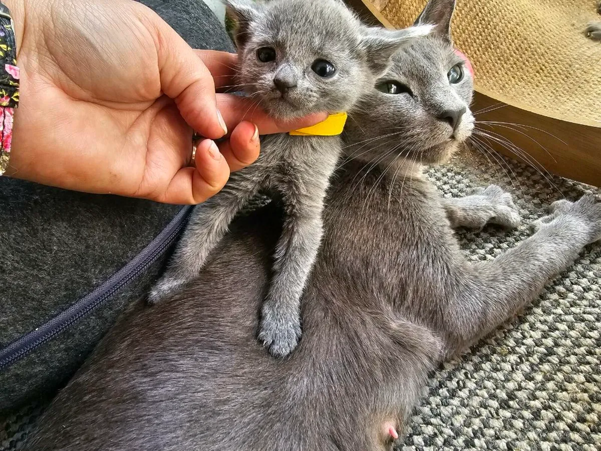 Russian Blue  kittens pedigree and registered TICA - Image 1