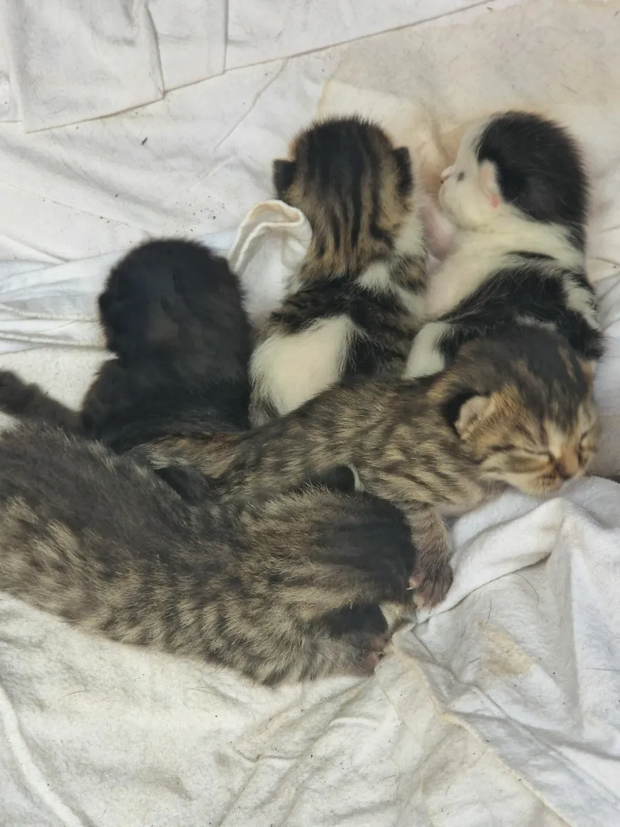 Kittens and cats - Image 2