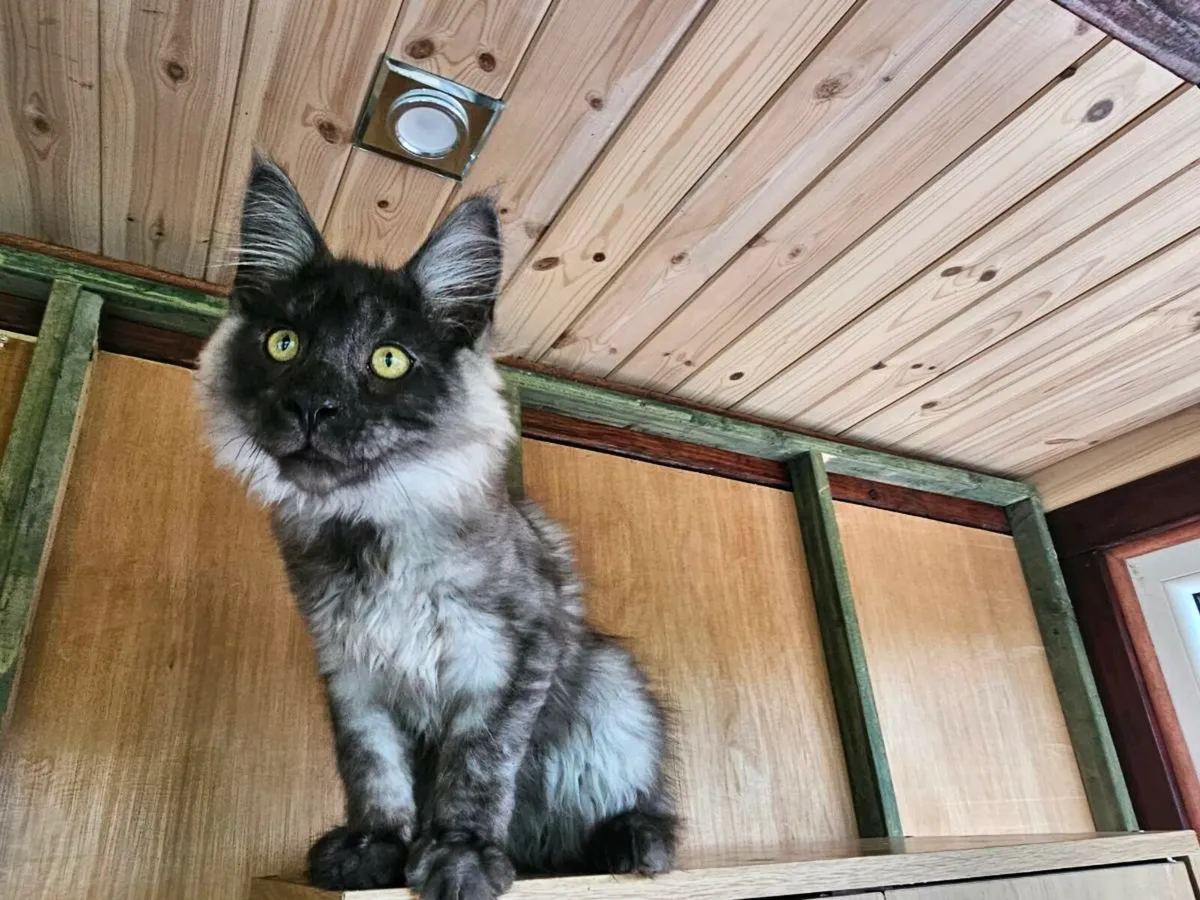 Maine Coon kittens 😸 pedigree - Image 1