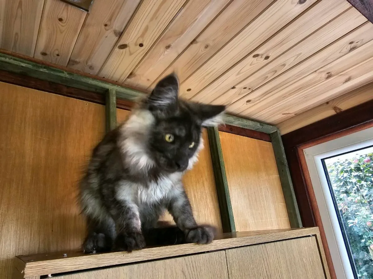 Maine Coon kittens 😸 pedigree - Image 2