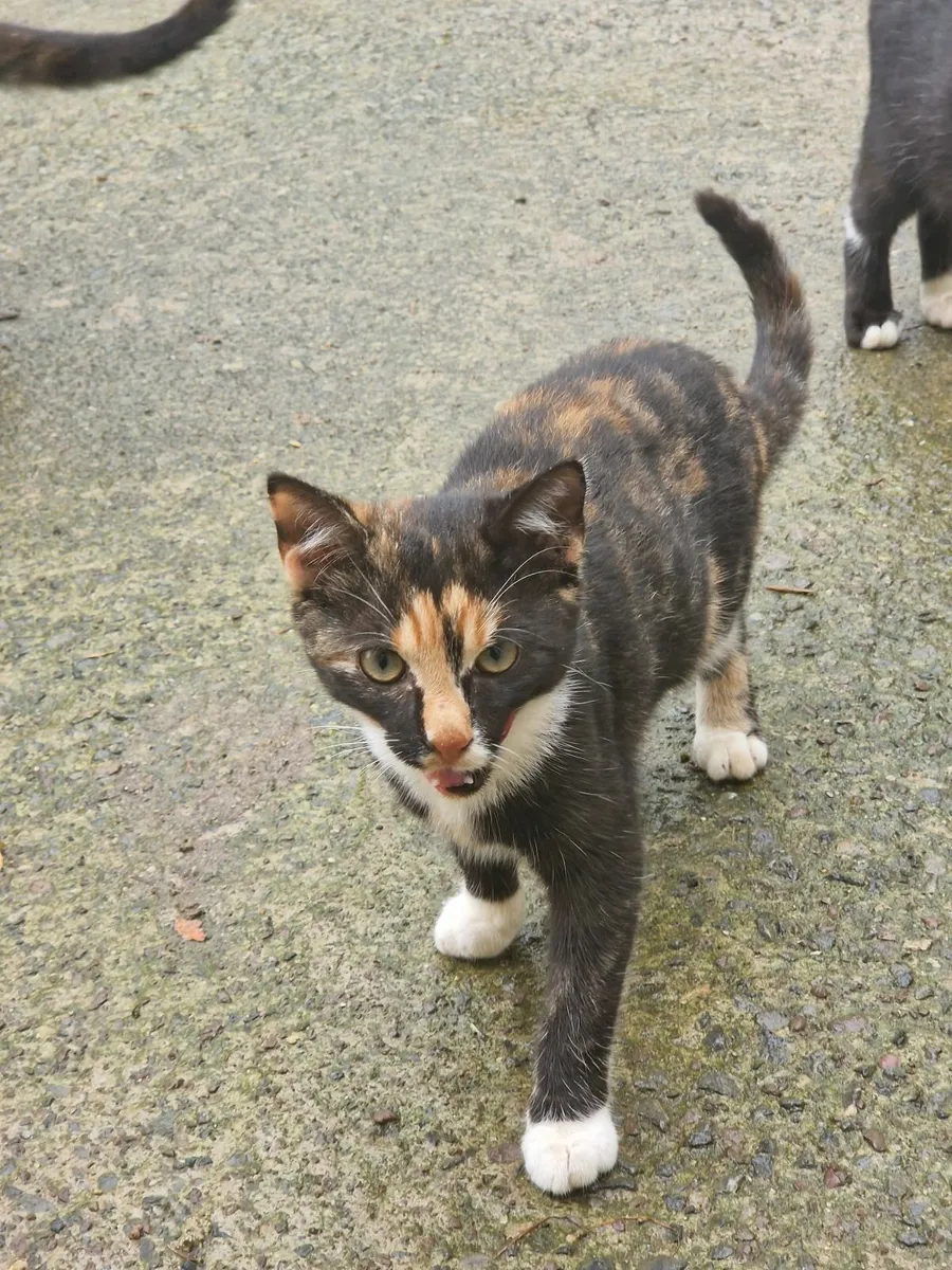 Kittens and cats - Image 3