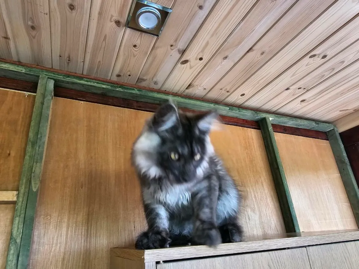 Maine Coon kittens 😸 pedigree - Image 3