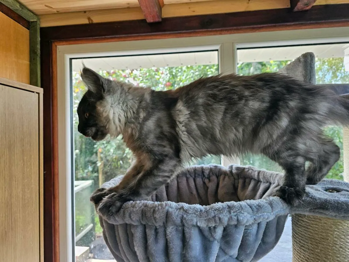 Maine Coon kittens 😸 pedigree - Image 4