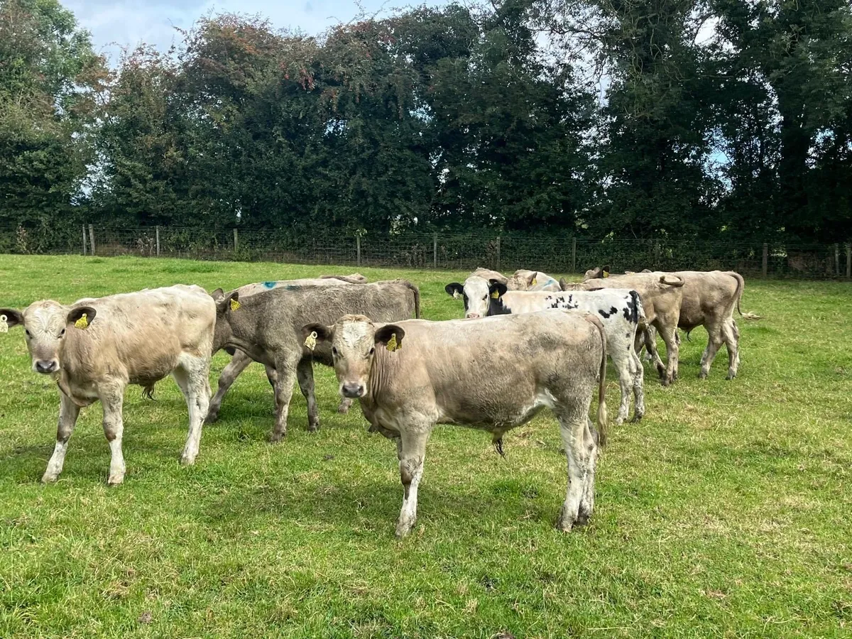 12 super  charlaois bull weanlings - Image 1