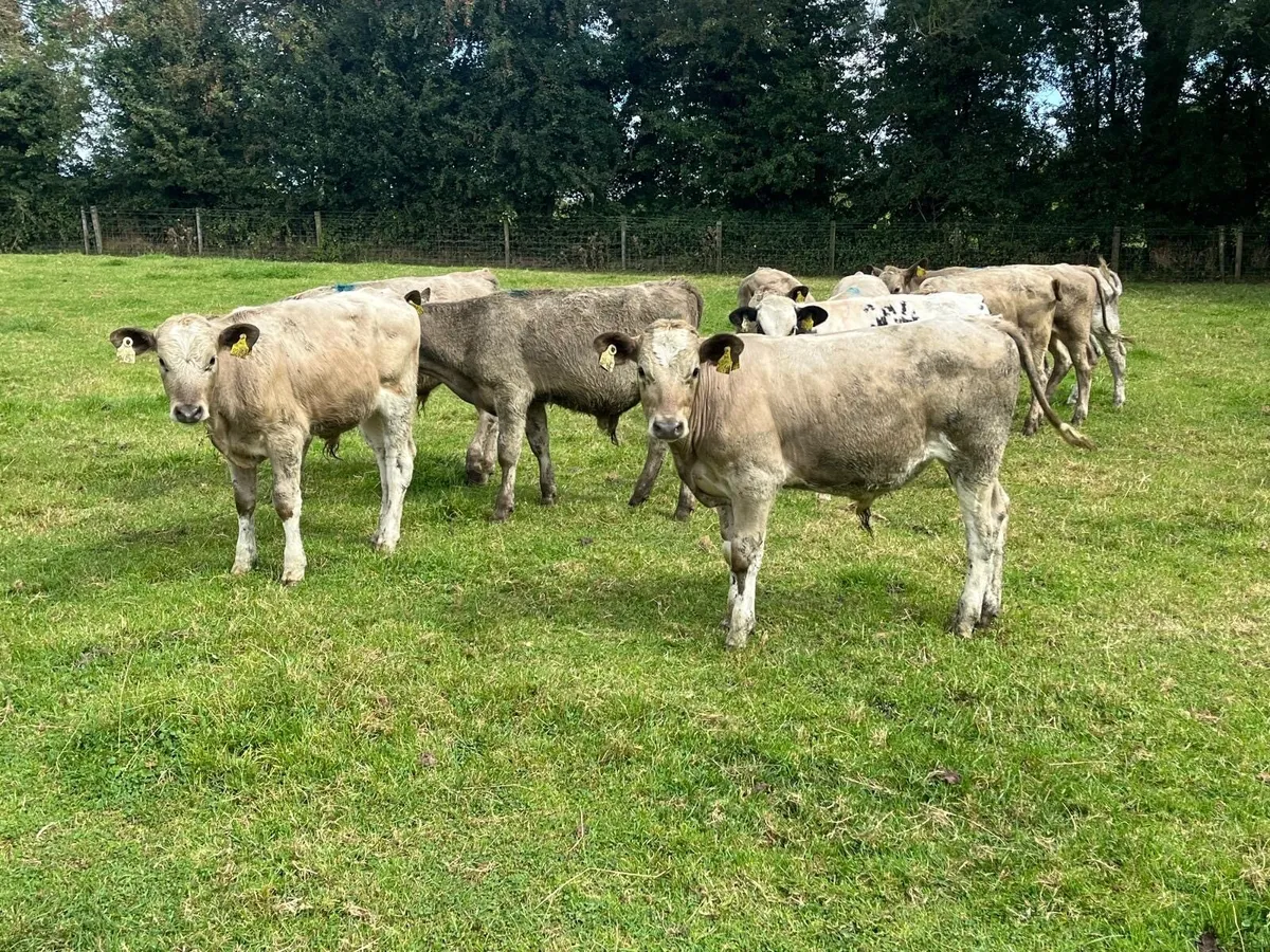 12 super  charlaois bull weanlings - Image 2