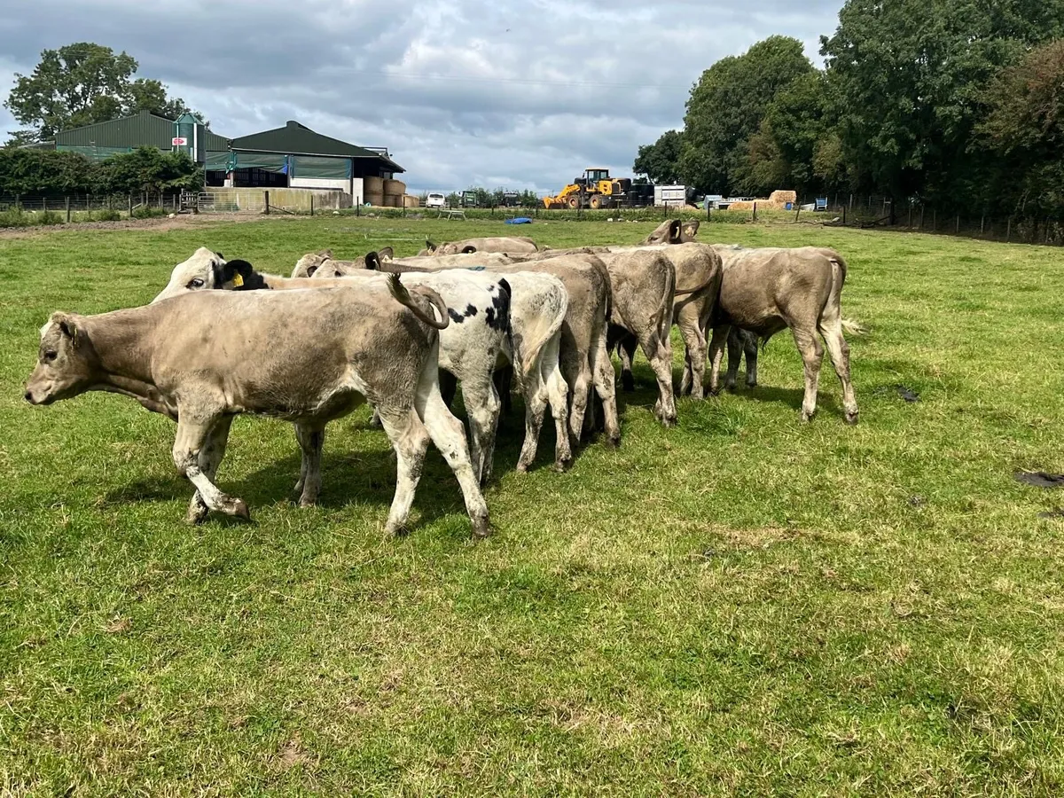 12 super  charlaois bull weanlings - Image 3