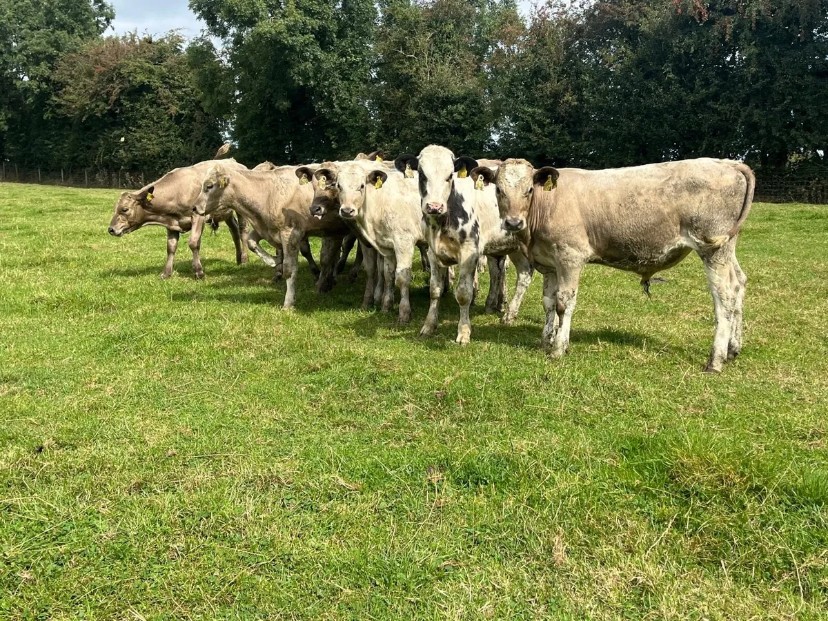 12 super  charlaois bull weanlings - Image 4
