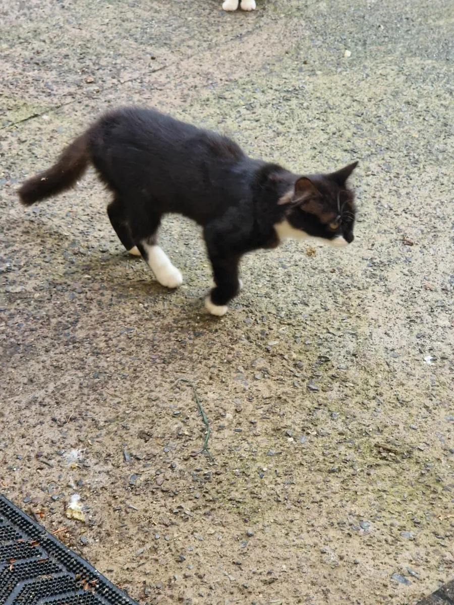 Kittens and cats - Image 4