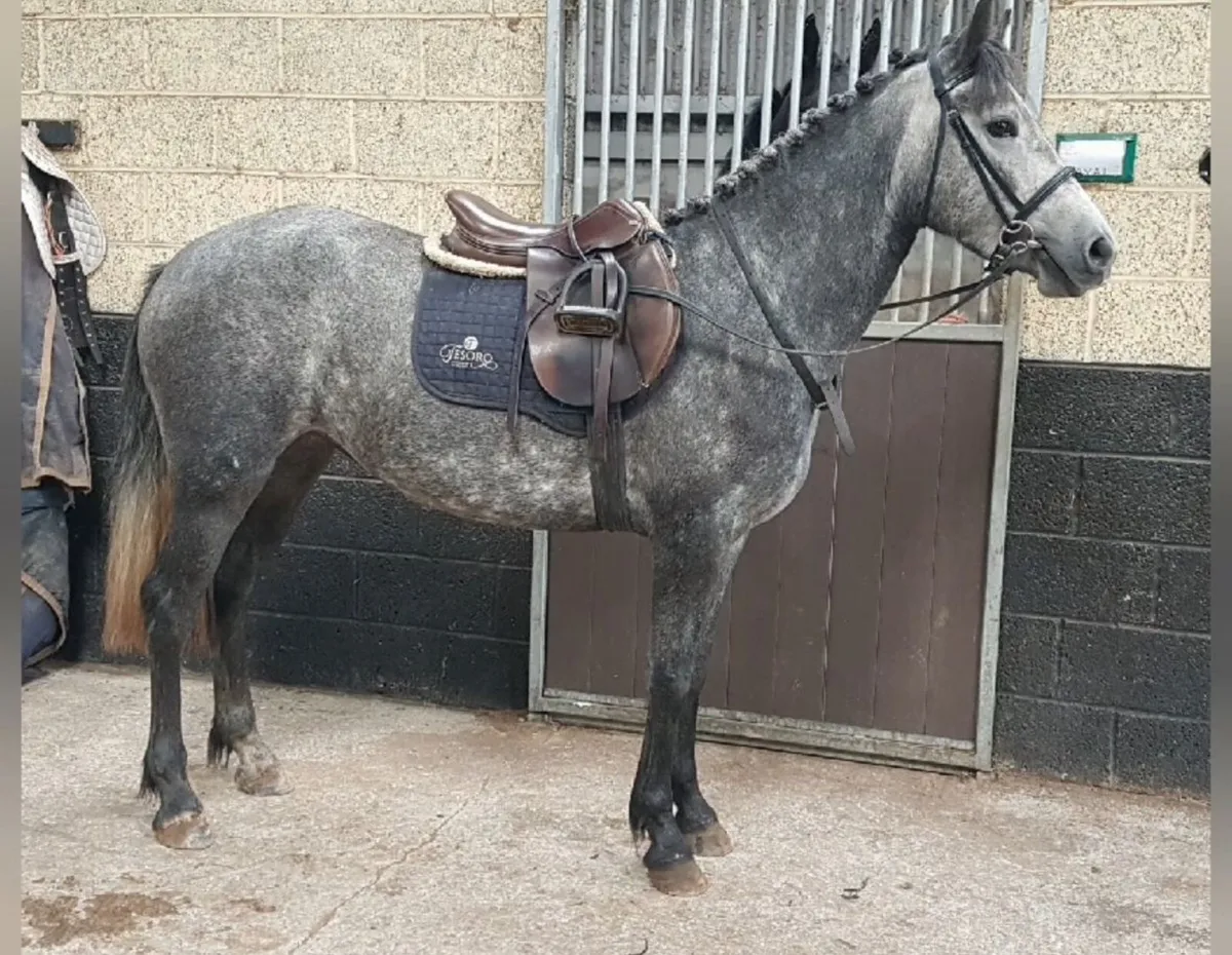 Beautiful 4 YO Connemara Filly - Image 1
