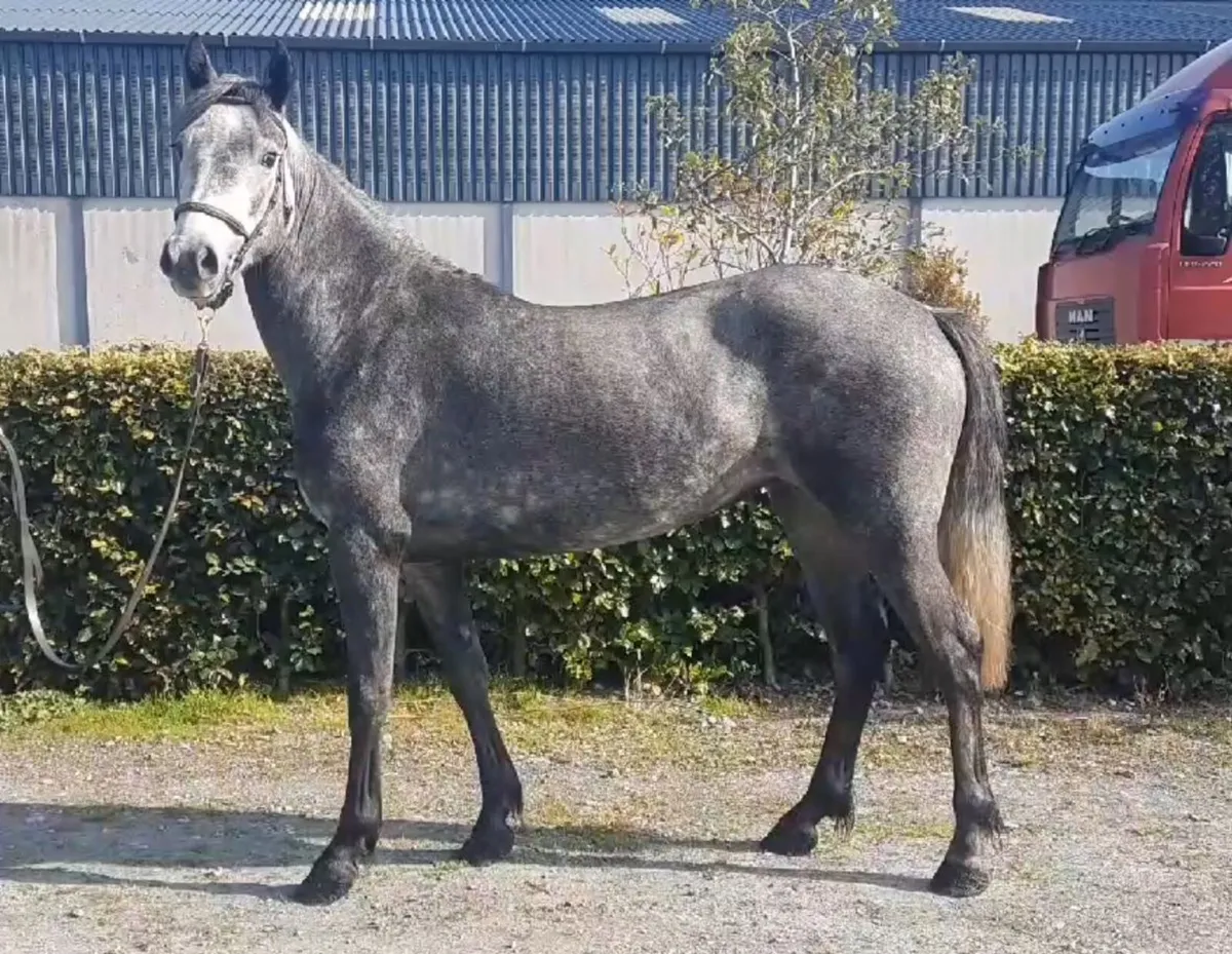 Beautiful 4 YO Connemara Filly - Image 2