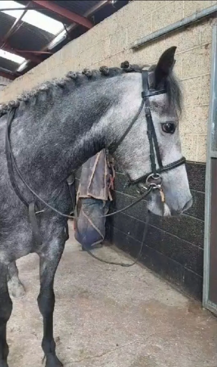 Beautiful 4 YO Connemara Filly - Image 4