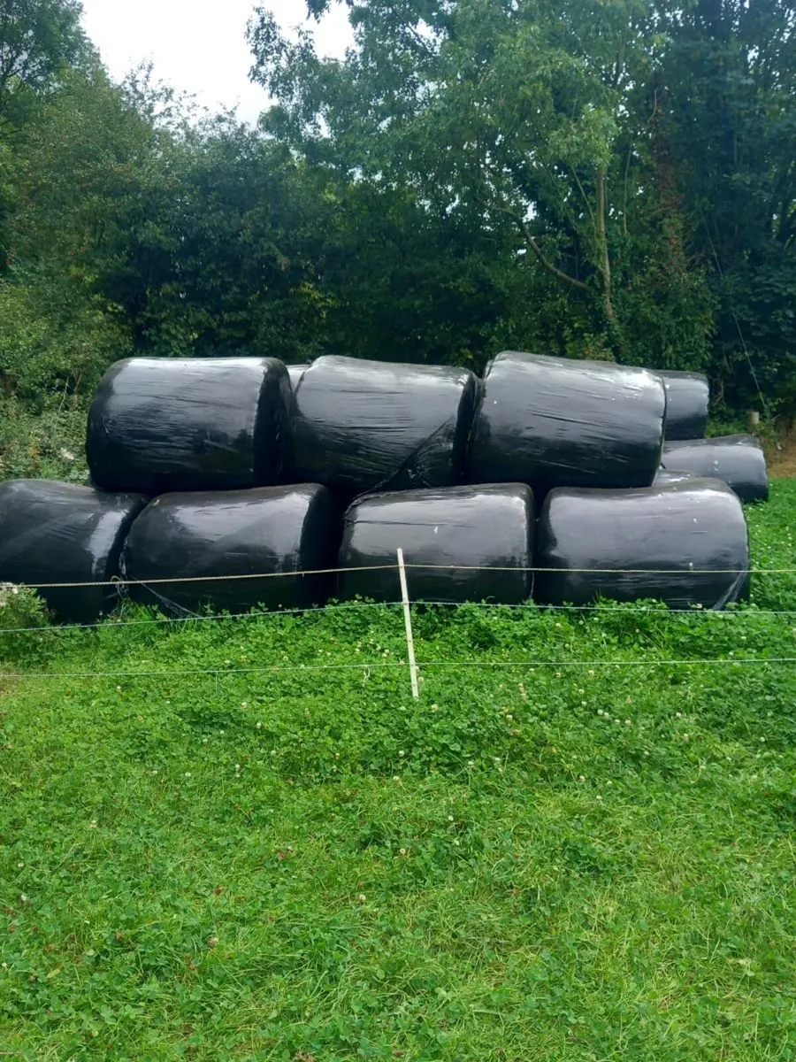 Silage - Image 4