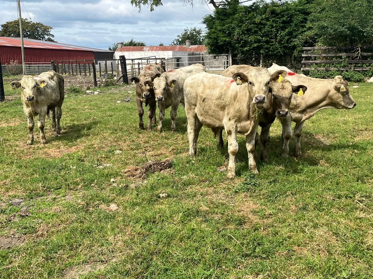 6 super 260 kg charlaois bulls - Image 1