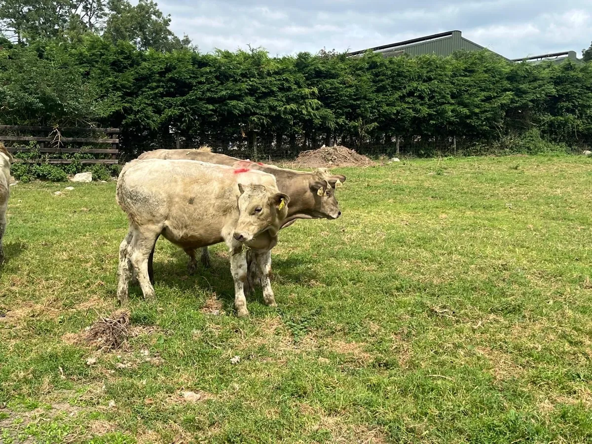 6 super 260 kg charlaois bulls - Image 2