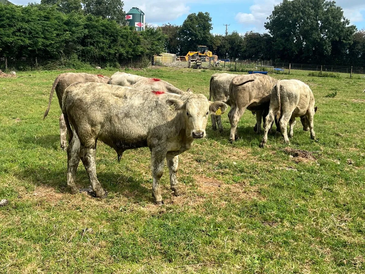 6 super 260 kg charlaois bulls - Image 4