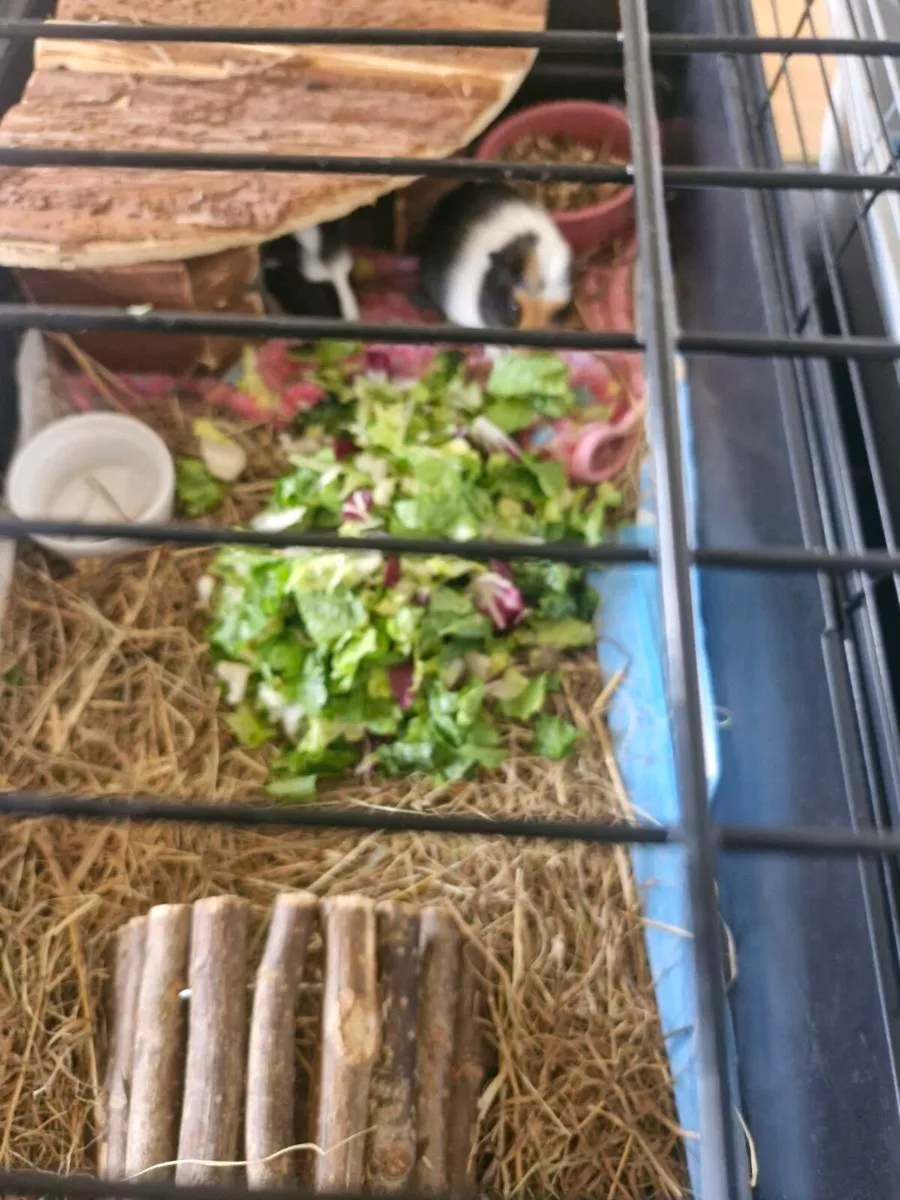 Guinea pigs - Image 1