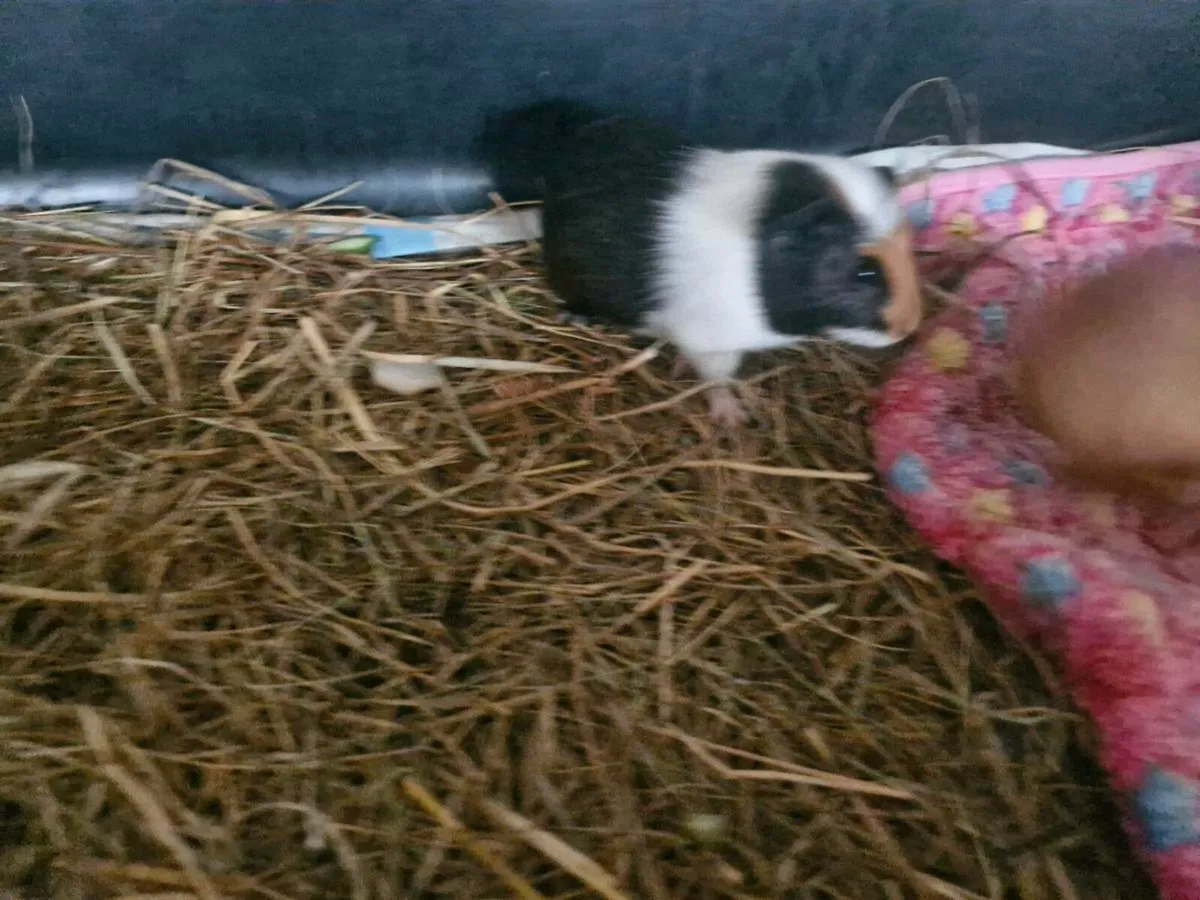 Guinea pigs - Image 2