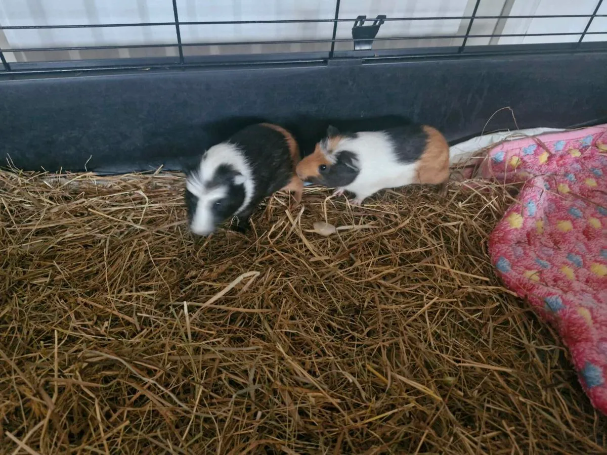 Guinea pigs - Image 3