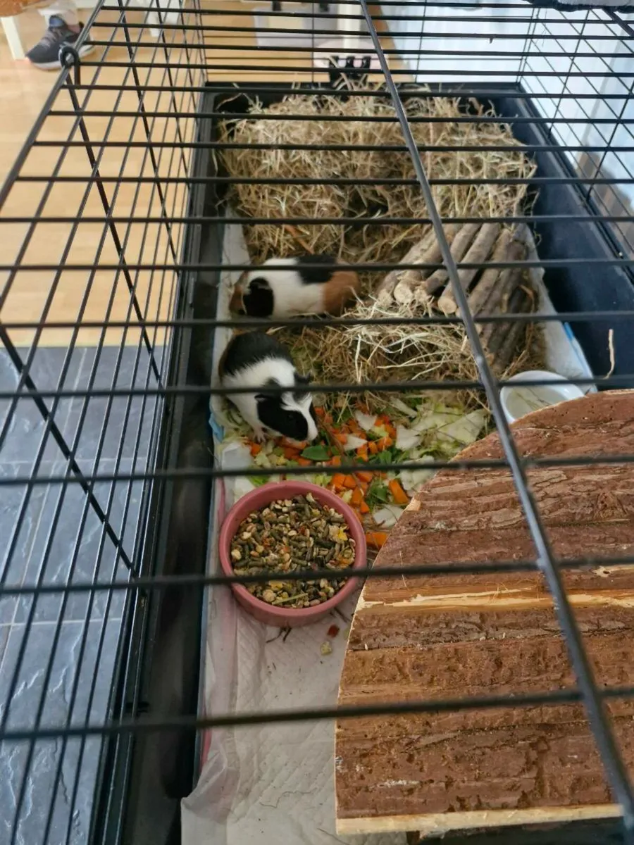 Guinea pigs - Image 4