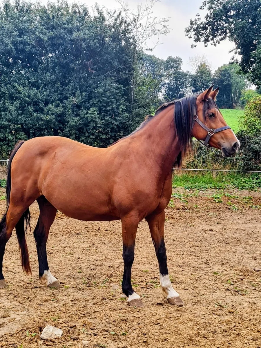Top class broodmare - Image 1