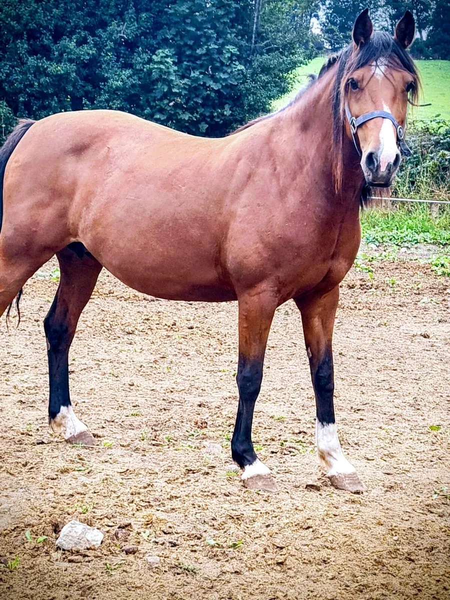 Top class broodmare - Image 2