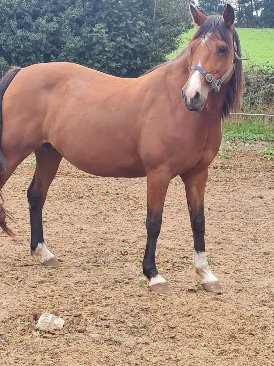 Top class broodmare - Image 3